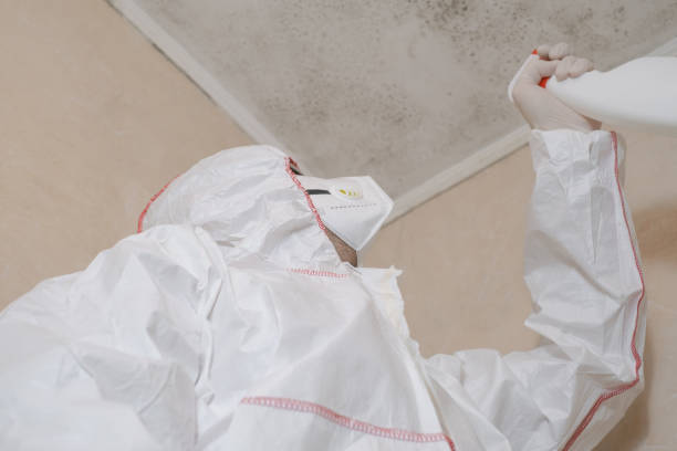 Best Commercial Mold Remediation in Sulphur, OK