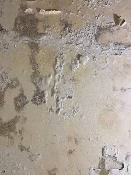 Best Crawl Space Mold Remediation in Sulphur, OK